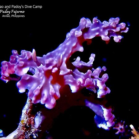 ホテル Pamanilao And Padoy'S Dive Camp バタンガス エクステリア 写真