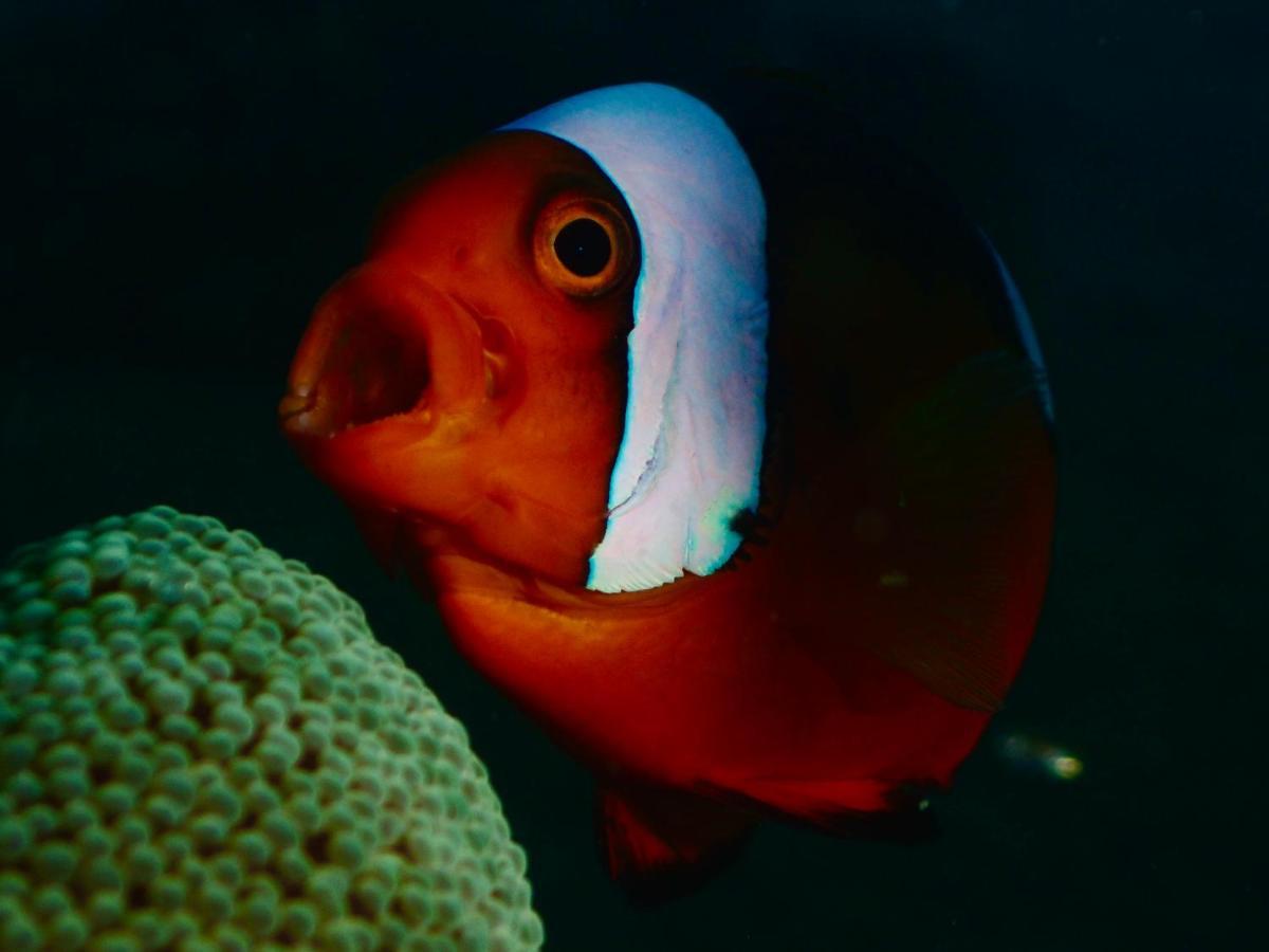 ホテル Pamanilao And Padoy'S Dive Camp バタンガス エクステリア 写真