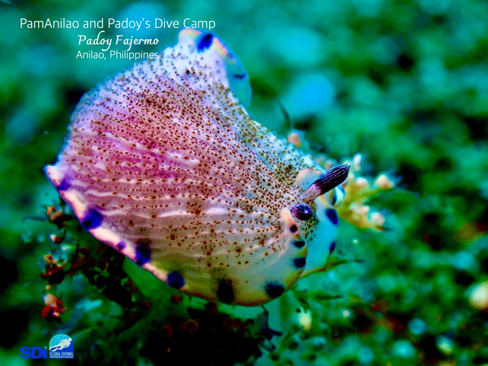 ホテル Pamanilao And Padoy'S Dive Camp バタンガス エクステリア 写真