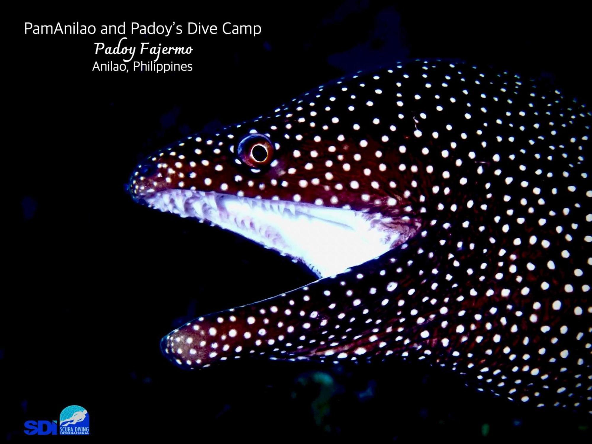 ホテル Pamanilao And Padoy'S Dive Camp バタンガス エクステリア 写真