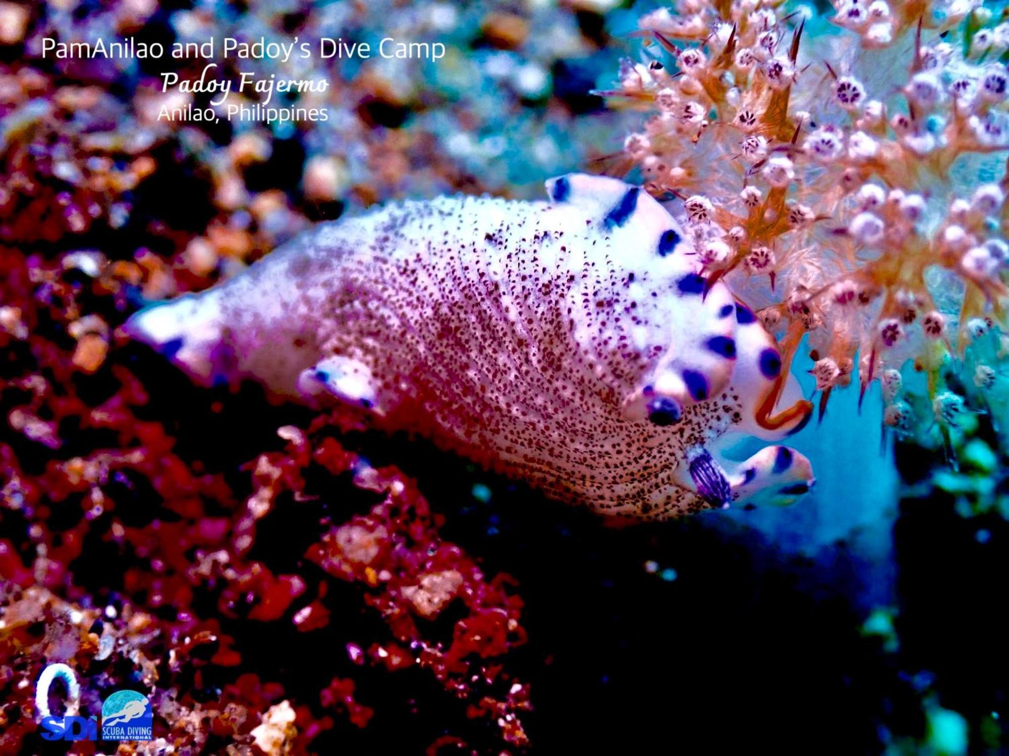 ホテル Pamanilao And Padoy'S Dive Camp バタンガス エクステリア 写真