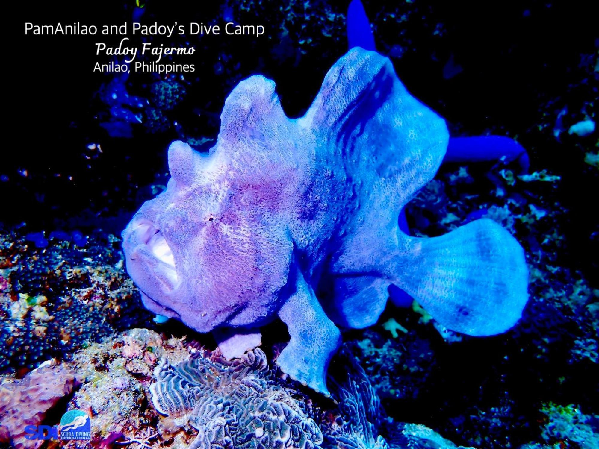 ホテル Pamanilao And Padoy'S Dive Camp バタンガス エクステリア 写真