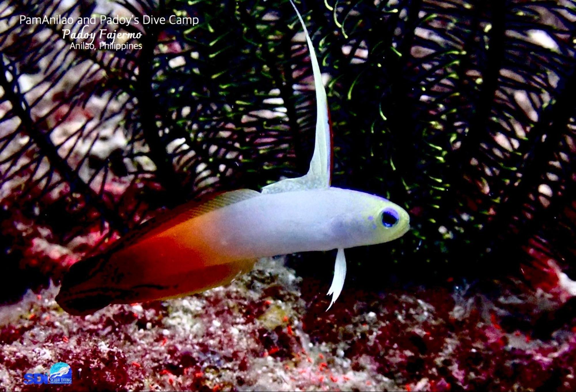 ホテル Pamanilao And Padoy'S Dive Camp バタンガス エクステリア 写真